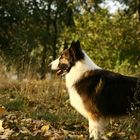 Collie "Headshock" war auch mit bei den Paderborner Fischerteichen.