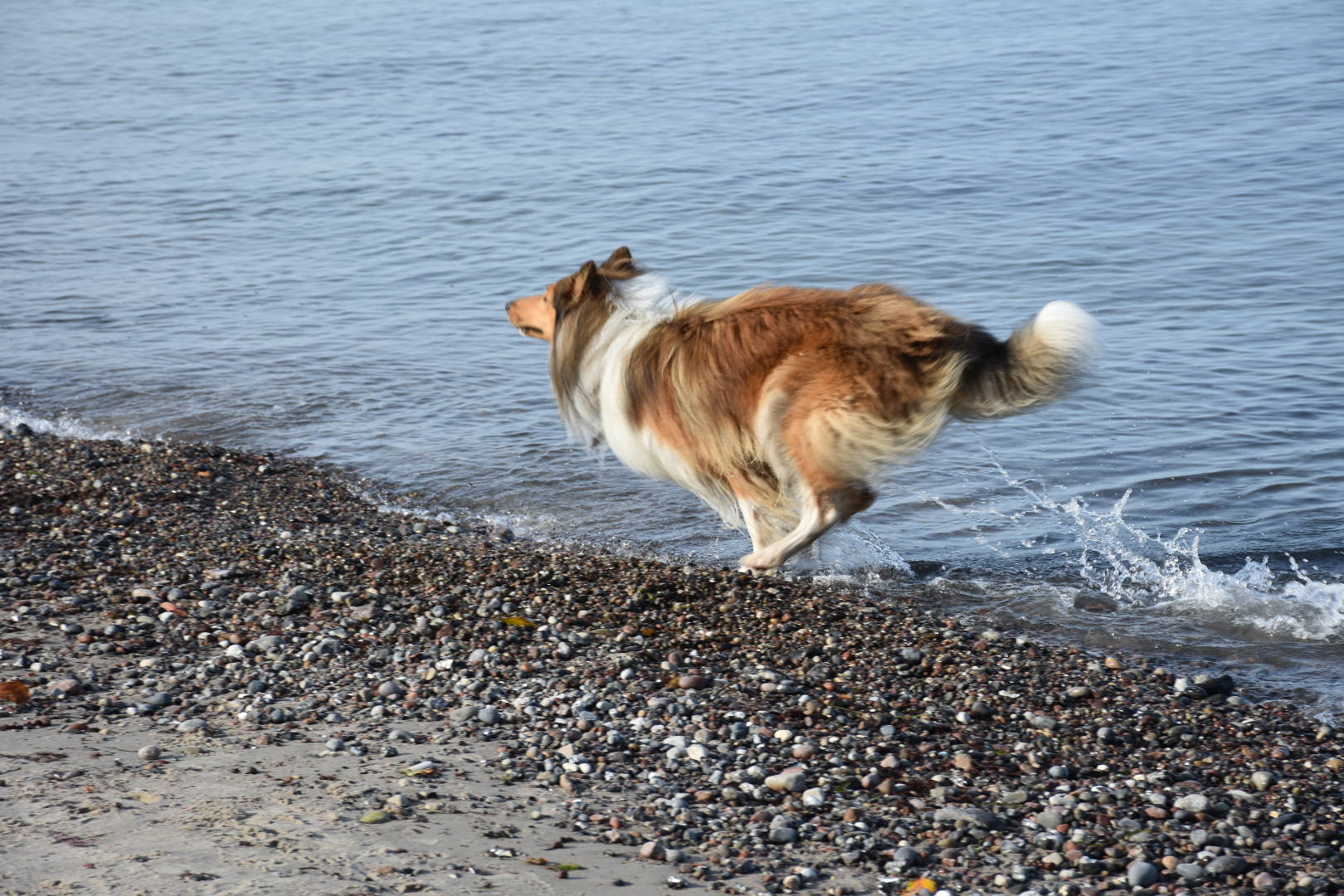 Collie, Hund am Strand 