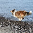 Collie, Hund am Strand 