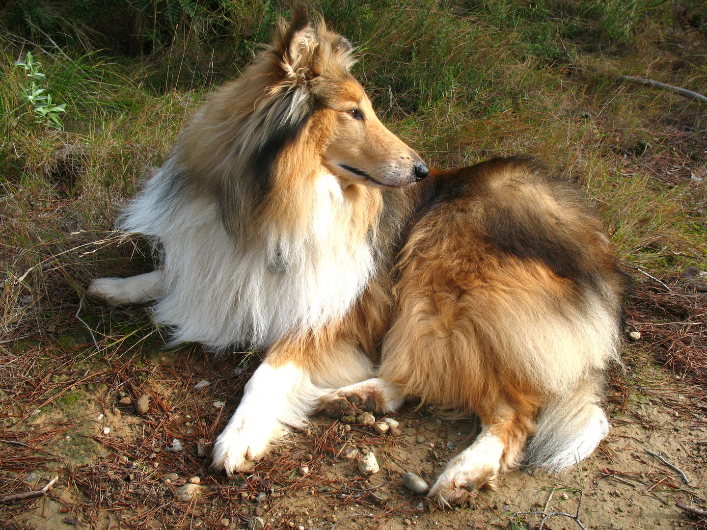 Collie Hund Nob