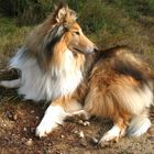 Collie Hund Nob