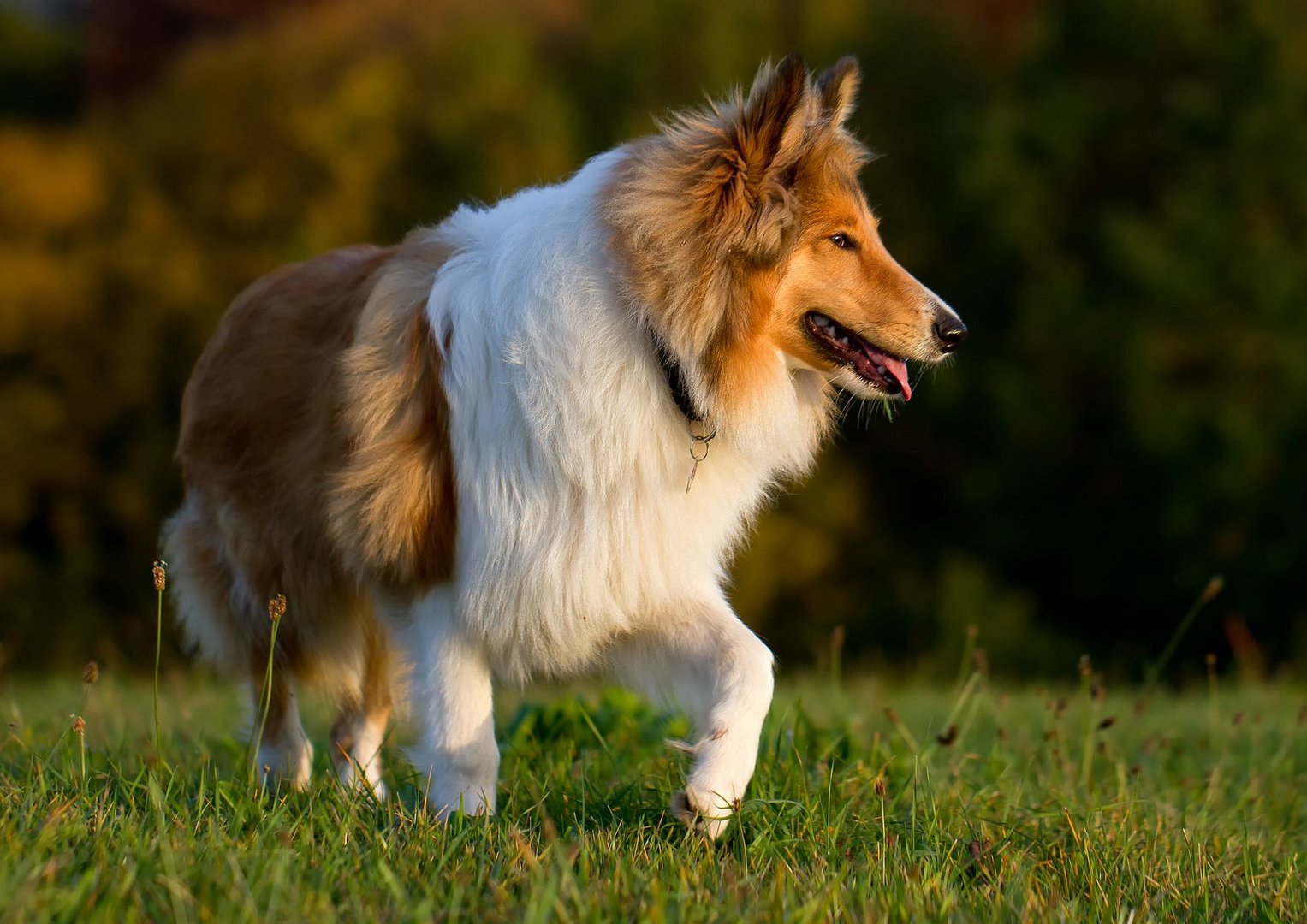 Collie im Abendlicht