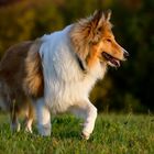 Collie im Abendlicht