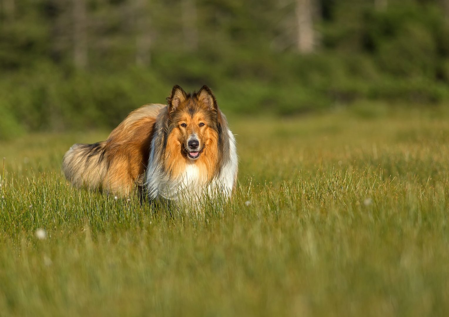 Collie im Hochmoor