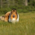 Collie im Hochmoor