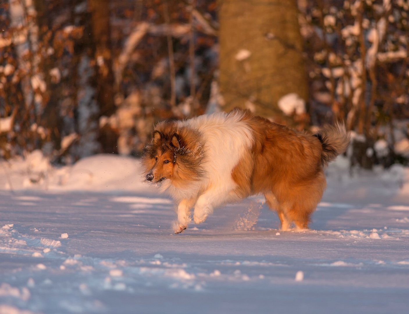 Collie im letztem Licht