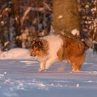 Collie im letztem Licht