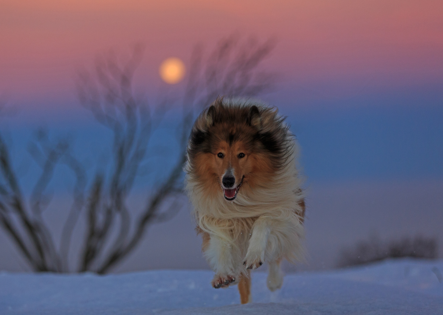 Collie im Mondlicht