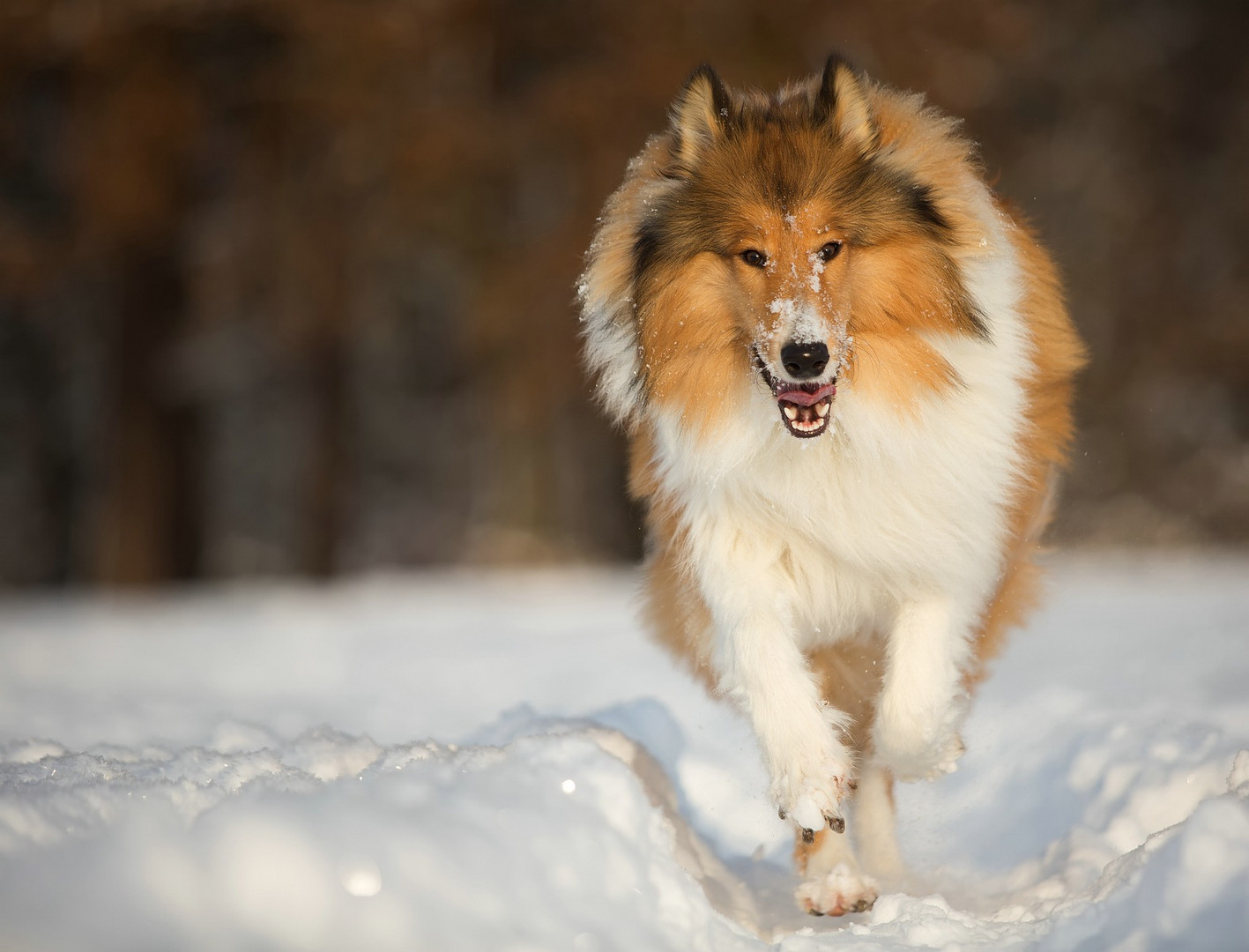 collie im Schnee