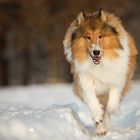 collie im Schnee