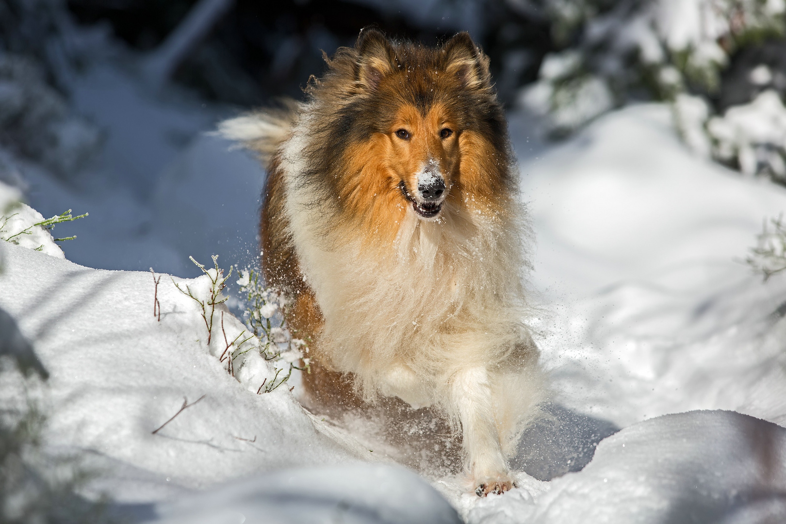 Collie im Schnee