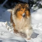 Collie im Schnee