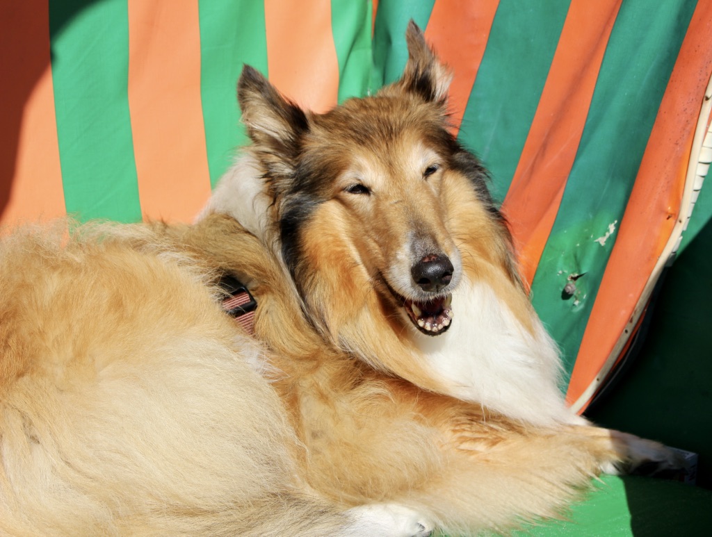 Collie im Strandkorb an der Ostsee