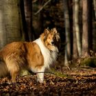 Collie im Wald