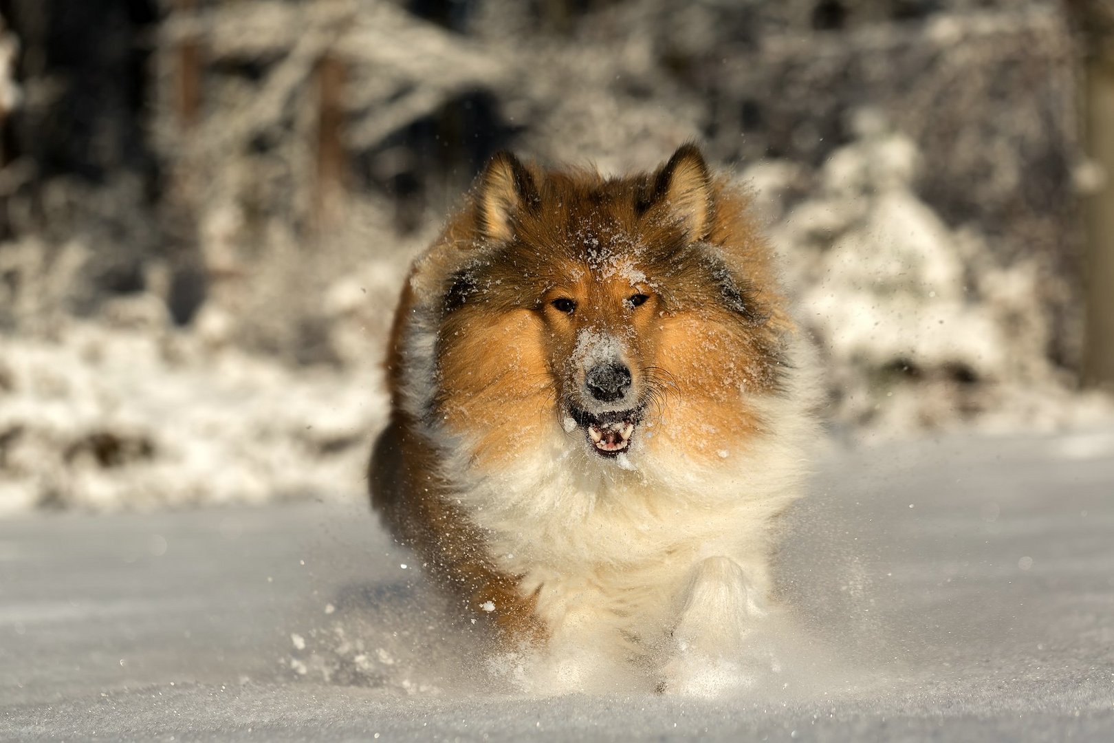 Collie im Winter 2