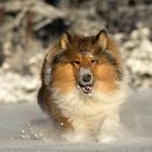 Collie im Winter 2