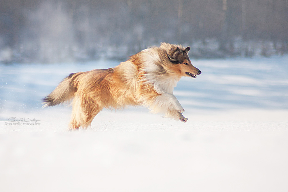 Collie in Action