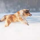 Collie in Action