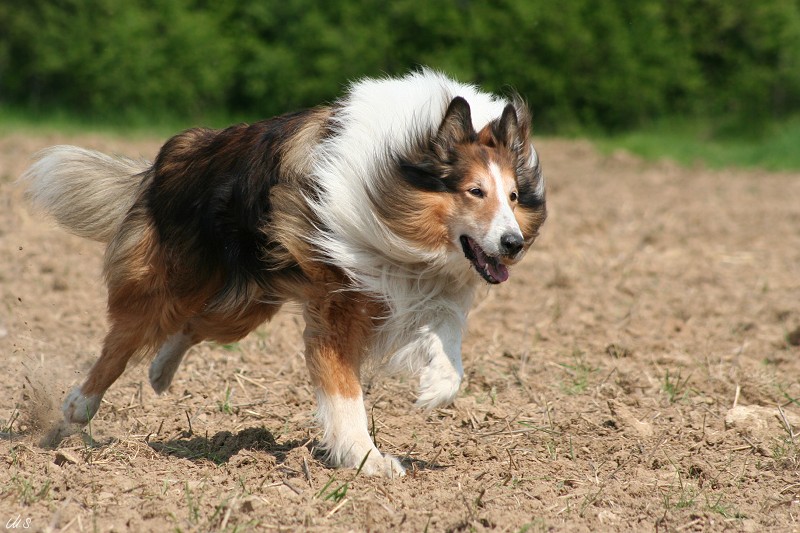 Collie in Action