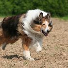 Collie in Action