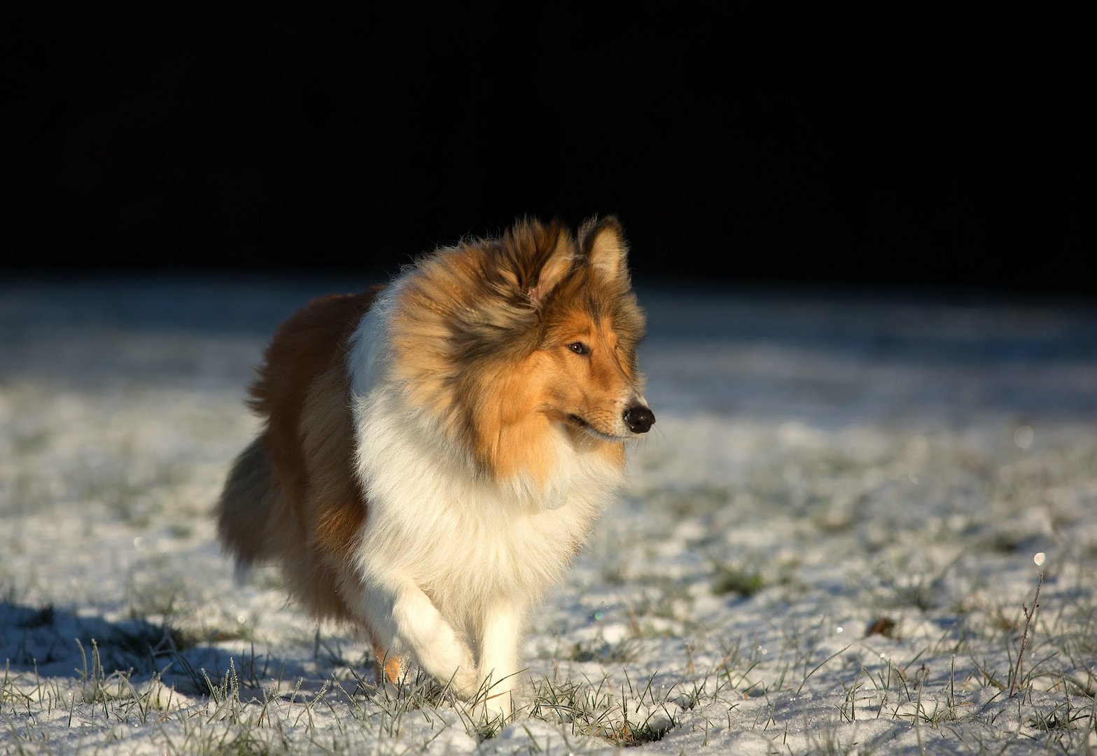 Collie in der Kälte 2