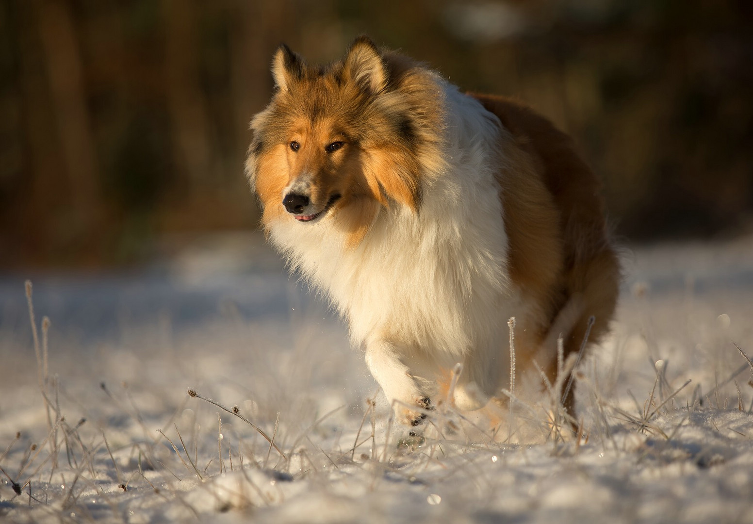 Collie in der Kälte