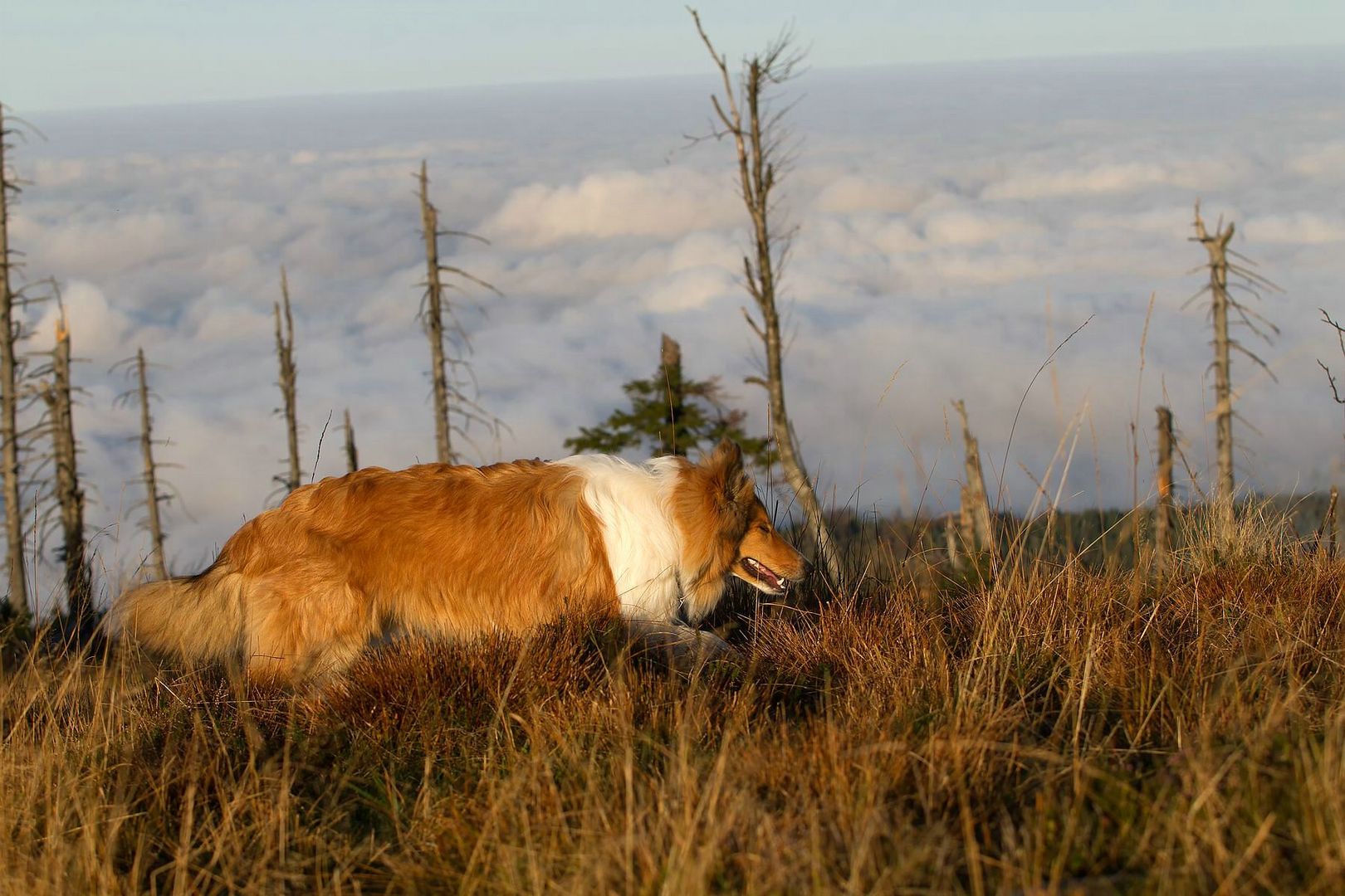 Collie in the Highlands