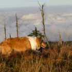 Collie in the Highlands