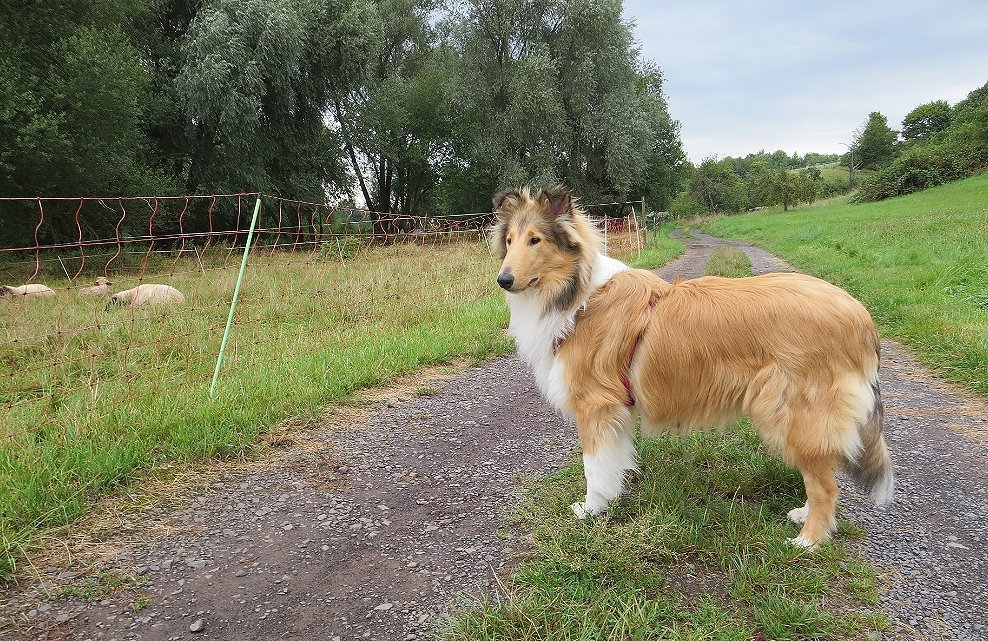 Collie Junghund mit Schafen