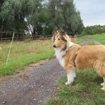 Collie Junghund mit Schafen