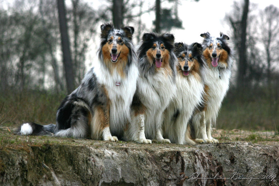 Collie Lächeln x4