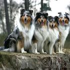 Collie Lächeln x4