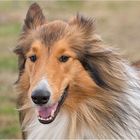 Collie (Langhaar)