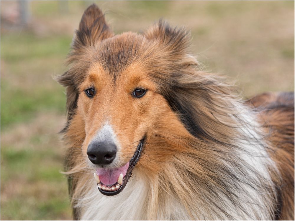 Collie (Langhaar) Foto &amp; Bild outdoor, hund, natur Bilder auf