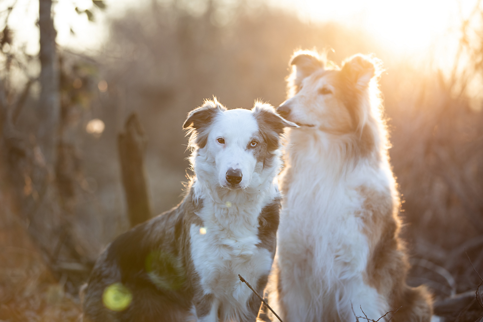 Collie-Liebe