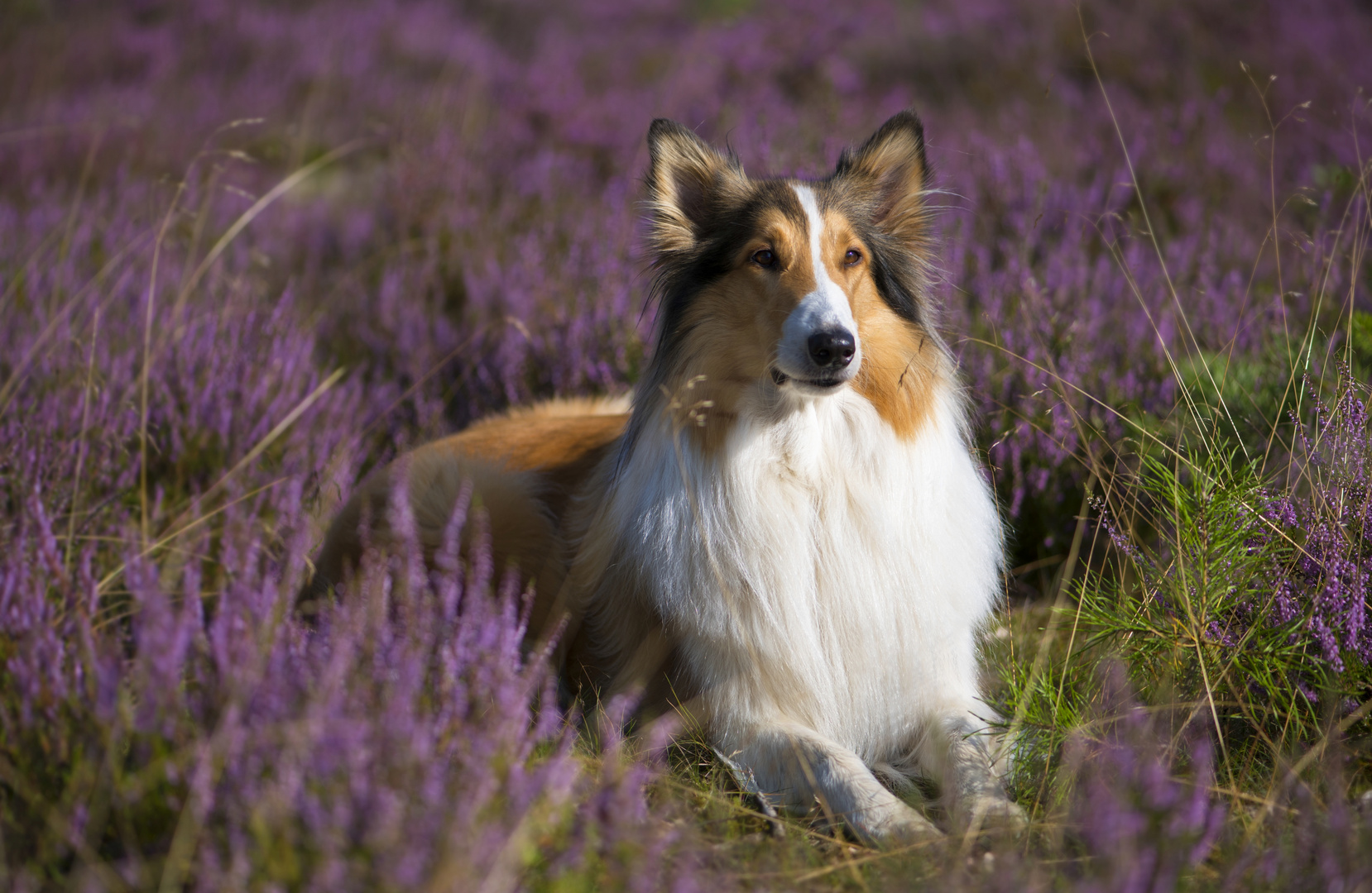 Collie mit blühender Heide