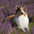 Collie mit blühender Heide