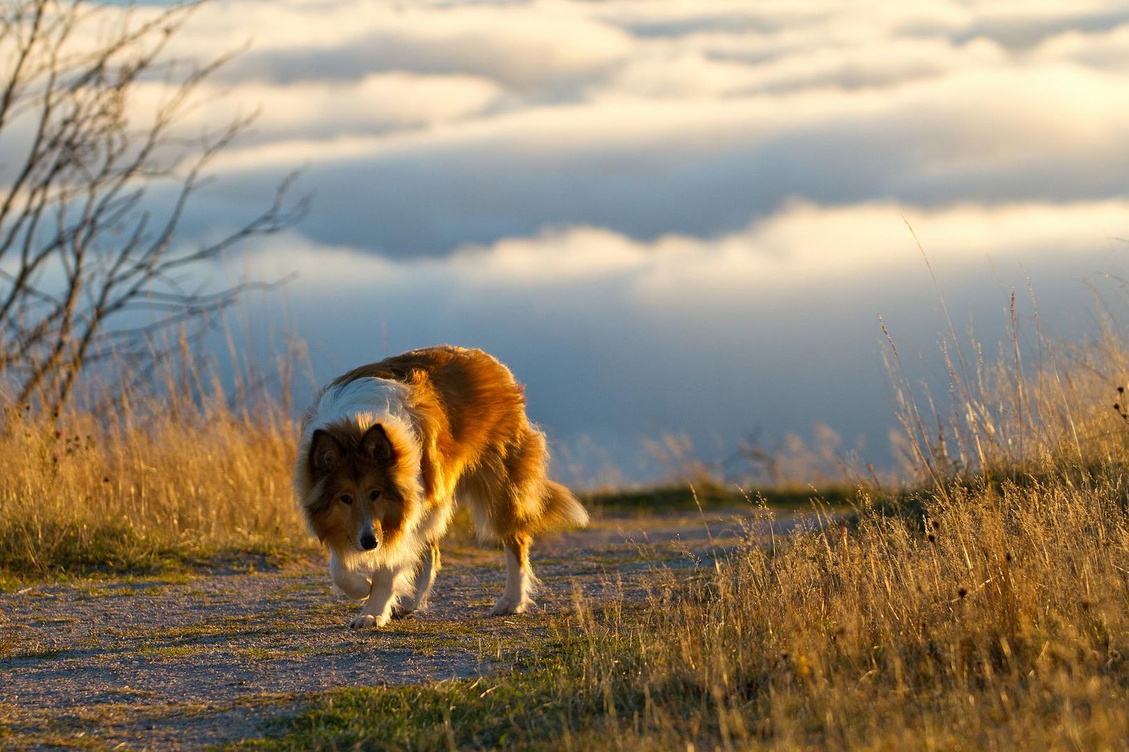 Collie on the Highlands 2