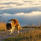 Collie on the Highlands 2