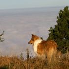 Collie on the Highlands 3