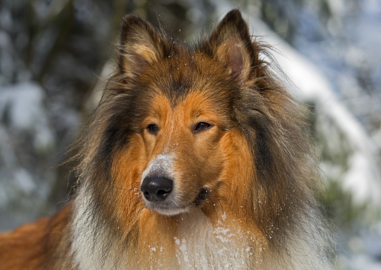 Collie Portrait