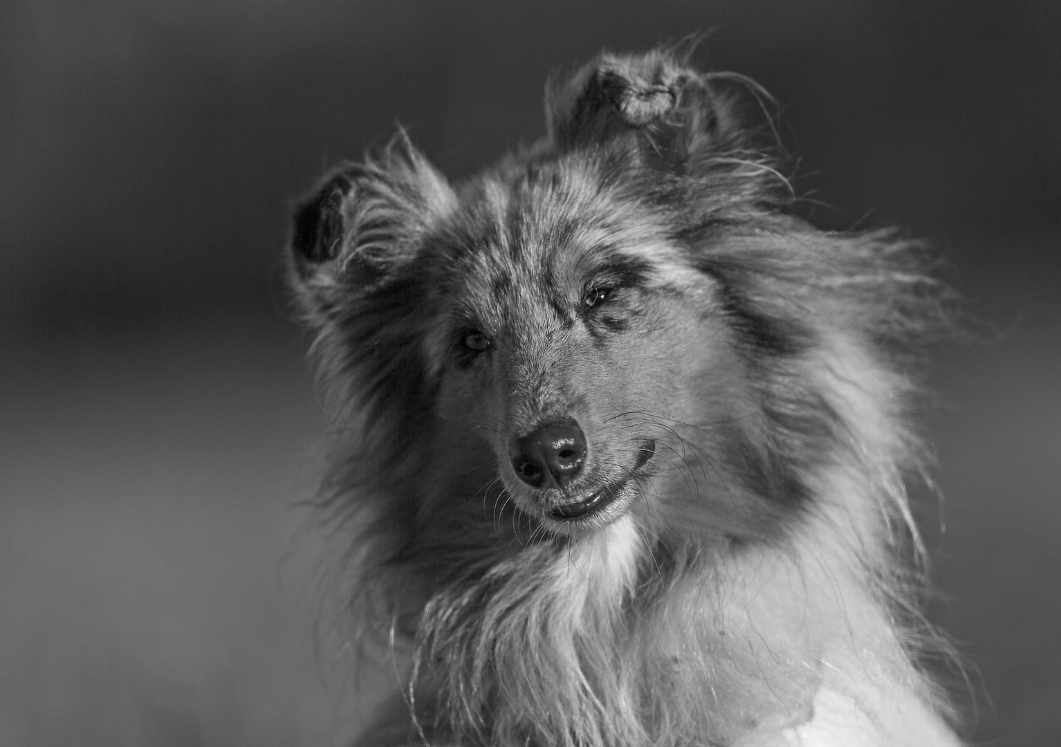 Collie Portrait schwarz weiß