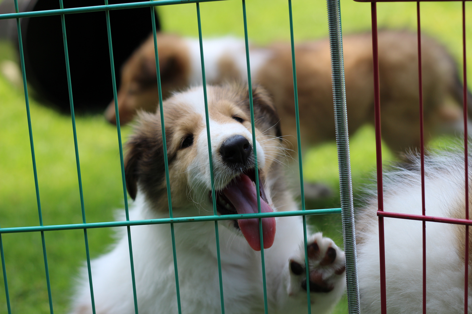 collie puppy