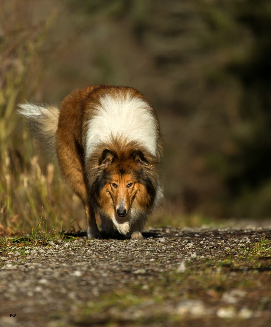 Collie schleichend