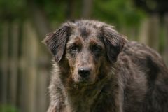 Collie-Schnauzer-Mix