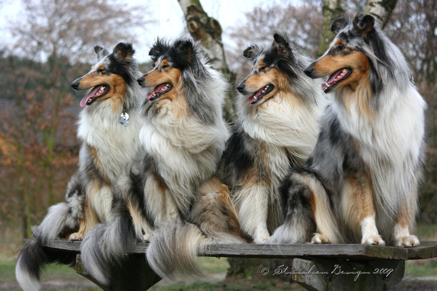 Collie- Sesion