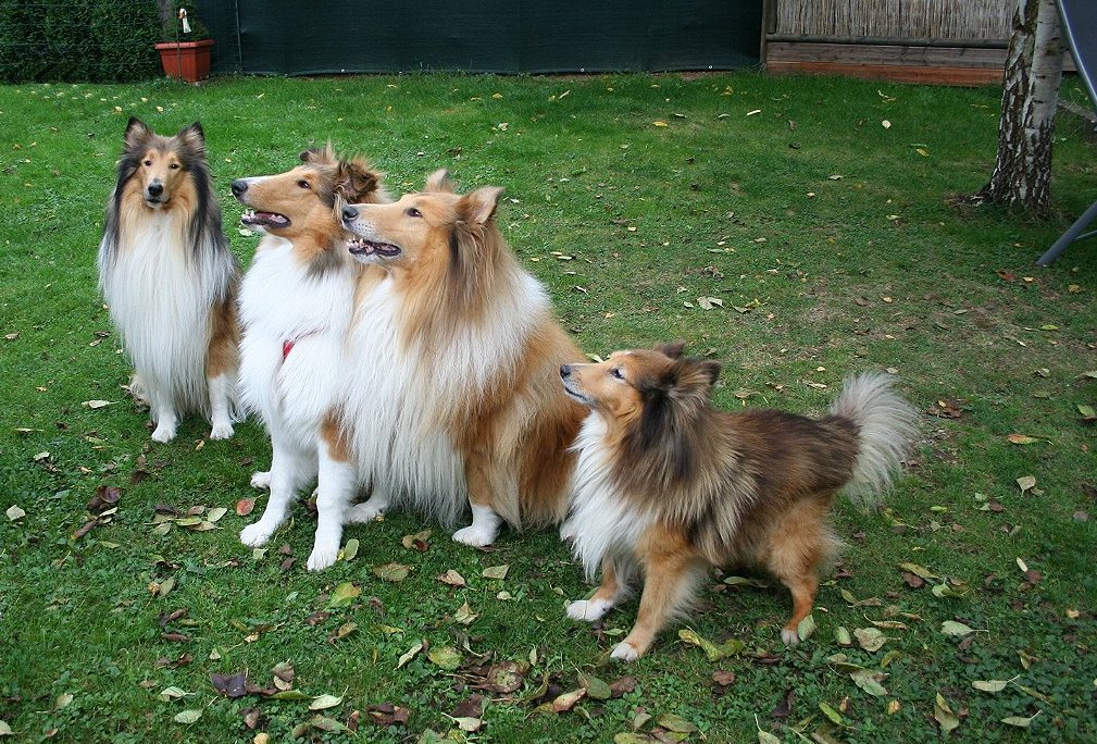 Collie Sheltie Rudel