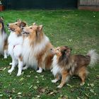 Collie Sheltie Rudel