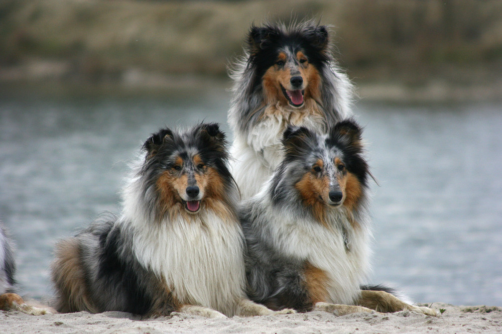 Collie Trio