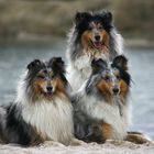 Collie Trio